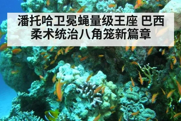 潘托哈卫冕蝇量级王座 巴西柔术统治八角笼新篇章